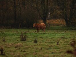 Fall can be an effective time to control troublesome weeds