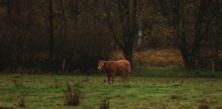 Fall can be an effective time to control troublesome weeds