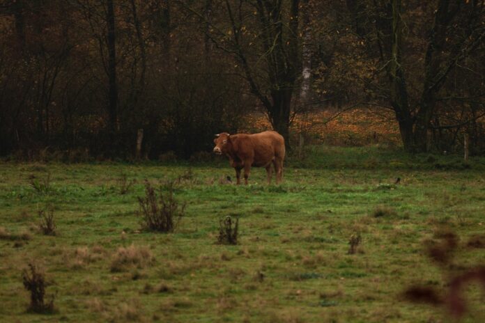 fall pastures
