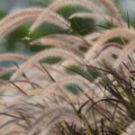 The Miscanthus mistake: Hidden risks of popular privacy grasses