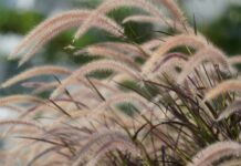 The Miscanthus mistake: Hidden risks of popular privacy grasses
