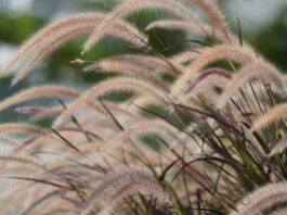 The Miscanthus mistake: Hidden risks of popular privacy grasses