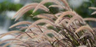 The Miscanthus mistake: Hidden risks of popular privacy grasses