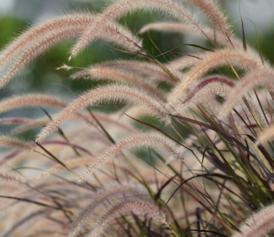 The Miscanthus mistake: Hidden risks of popular privacy grasses