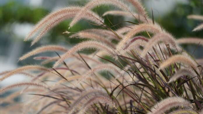 miscanthus man chung