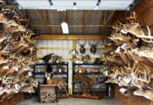 A retired wildlife officer profiles the calculating mind of a poacher
